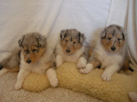 4 weeks - 3 Blue Merles